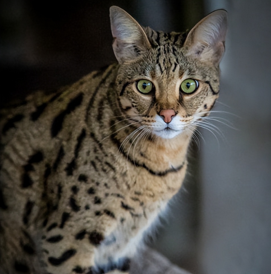 萨凡纳猫咪基础知识,萨凡纳猫该怎么养才能长大