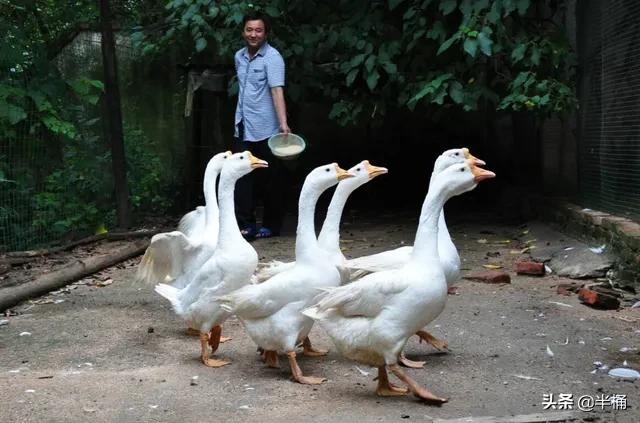 蛇出没的地方怎样预防,野外遇到蛇注意事项