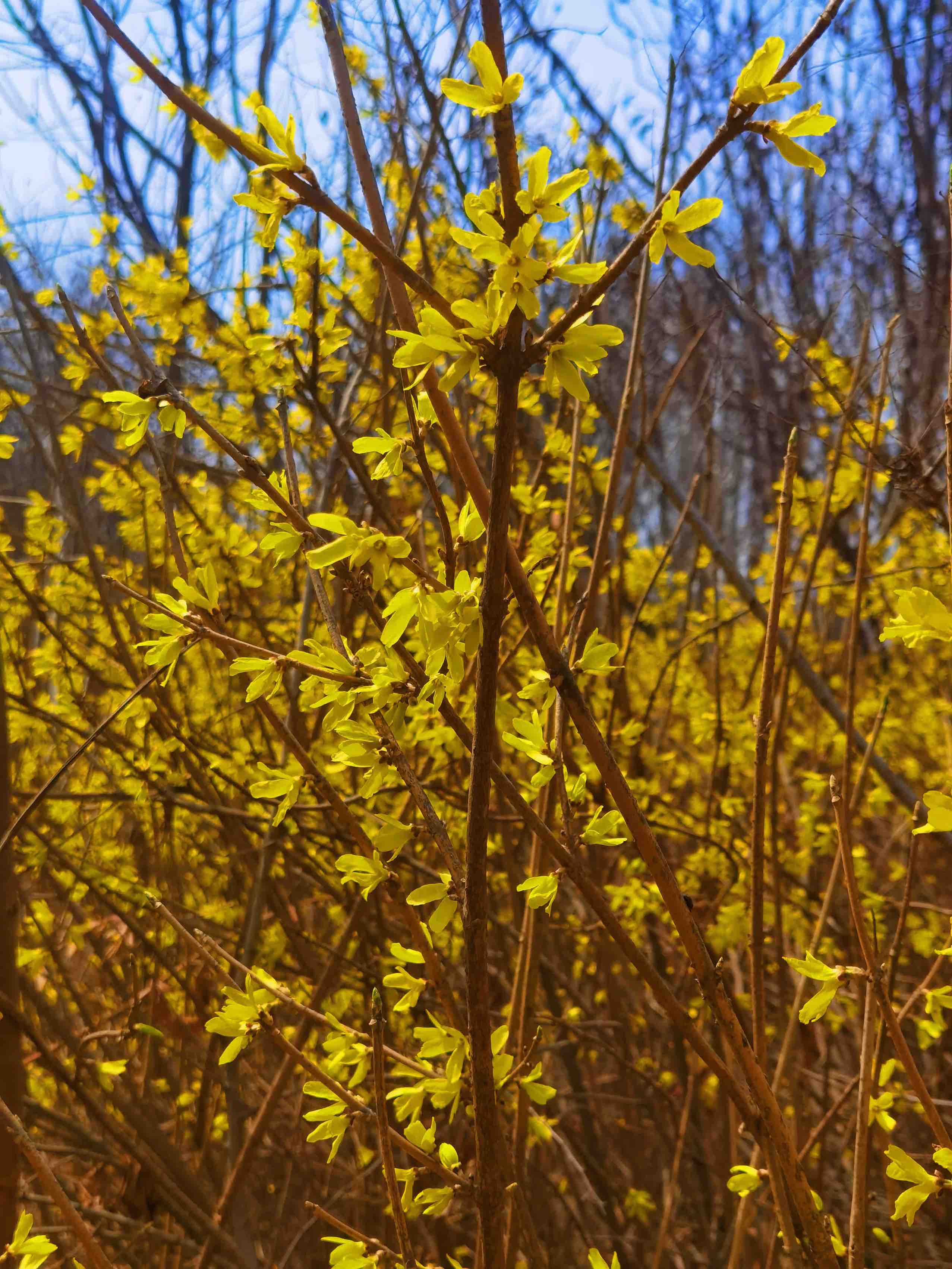 连翘花开万物复苏春意浓,连翘花开春意浓