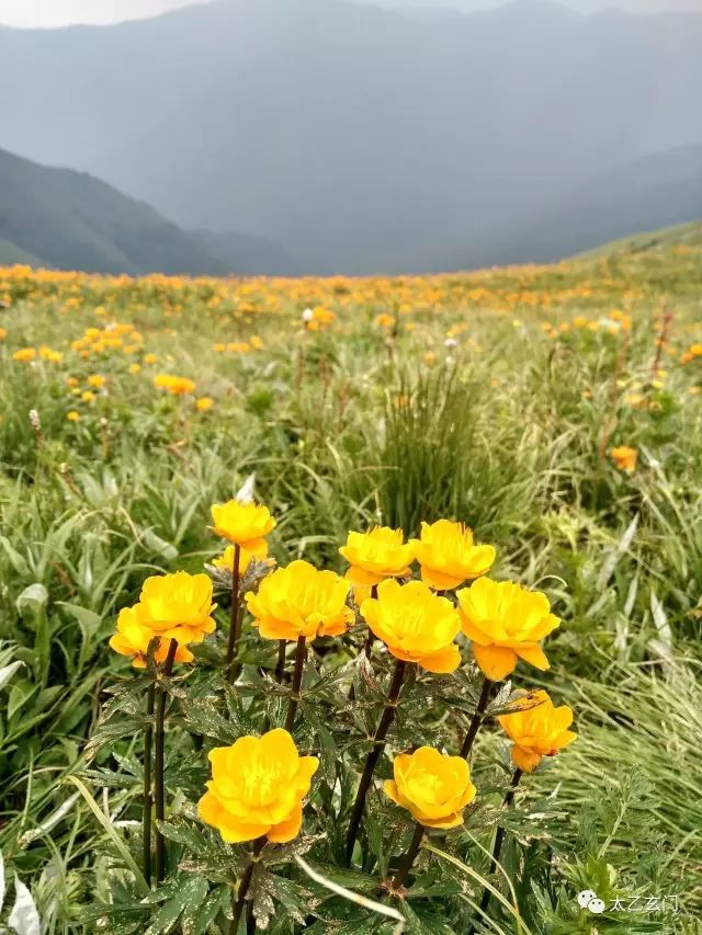 小五台山金莲花坡,小五台金莲花