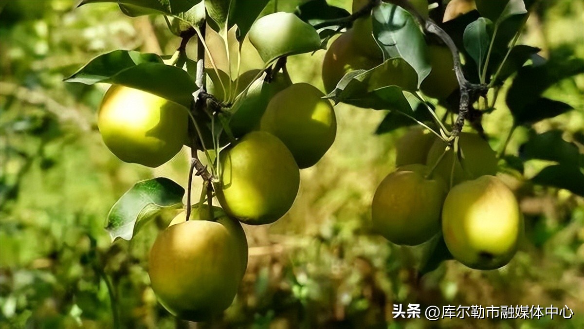 优质源头农产品新疆库尔勒香梨,库尔勒香梨亩效益