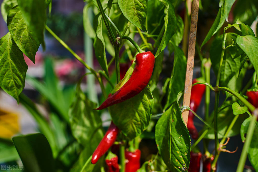 辣椒开花结果期的水肥管理,辣椒花期如何管理