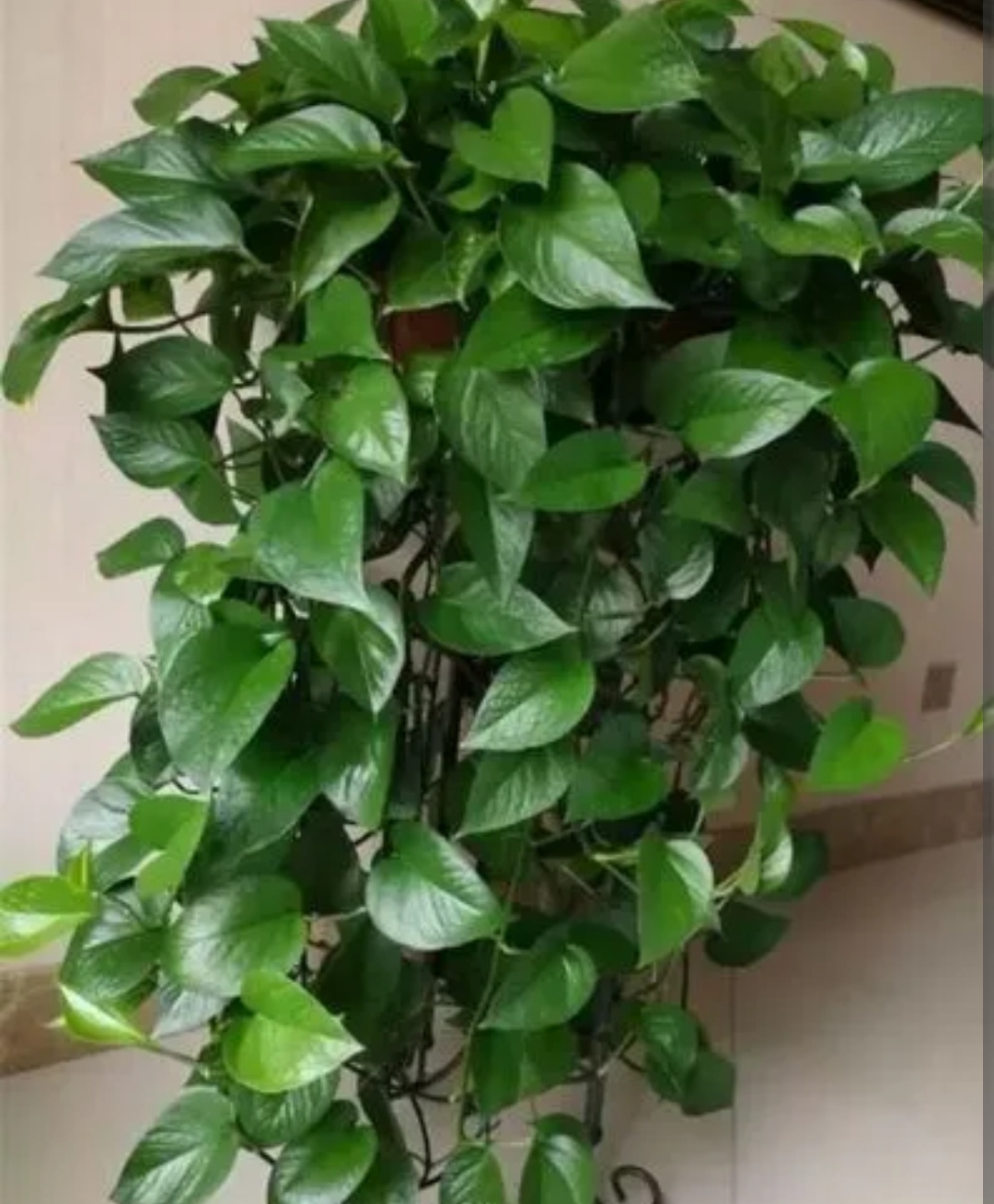 绿萝出现黄叶是什么情况,绿萝有黄叶子是什么原因造成的