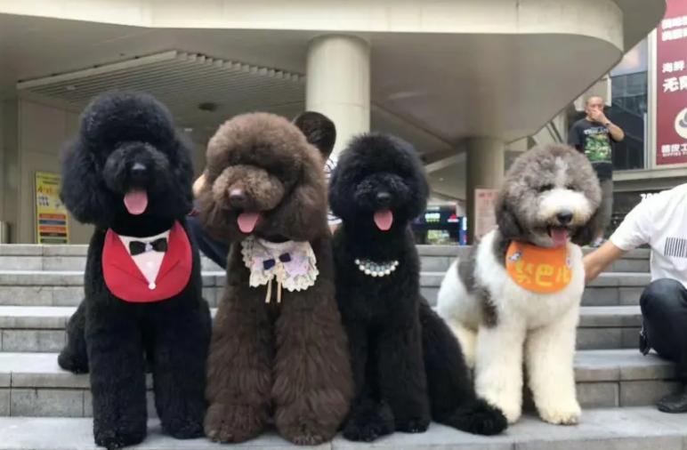 家里不建议养的十种狗,不适合家庭养的狗六种类型