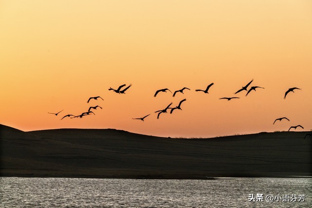 诗经秦风黄鸟写的是什么,诗经秦风黄鸟原文及翻译