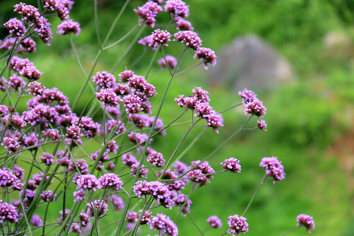 老公再爱我一次电视剧全集,老公再爱我一次