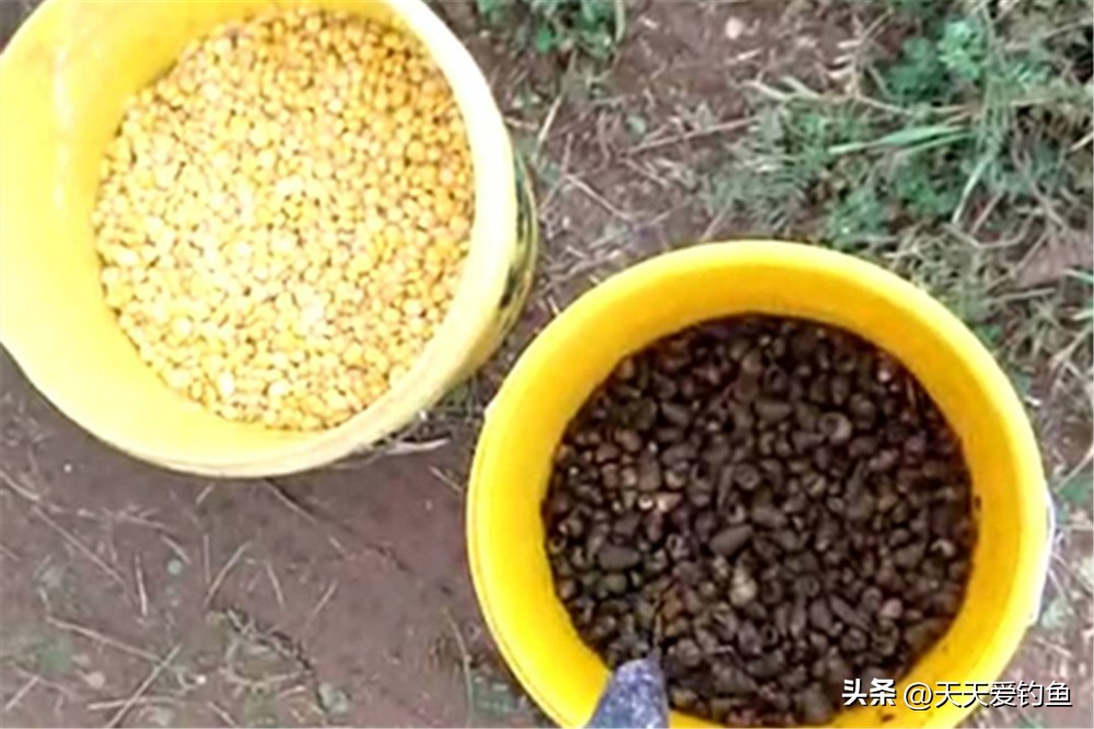 野钓大鱼技巧及方法,凌晨5点野钓大鱼要这样钓