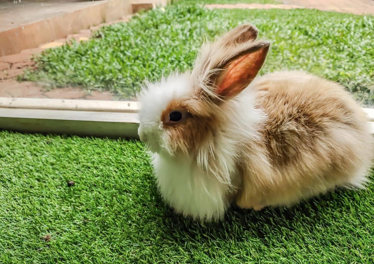 兔子有点打喷嚏买点什么药,兔子有点打喷嚏怎么回事