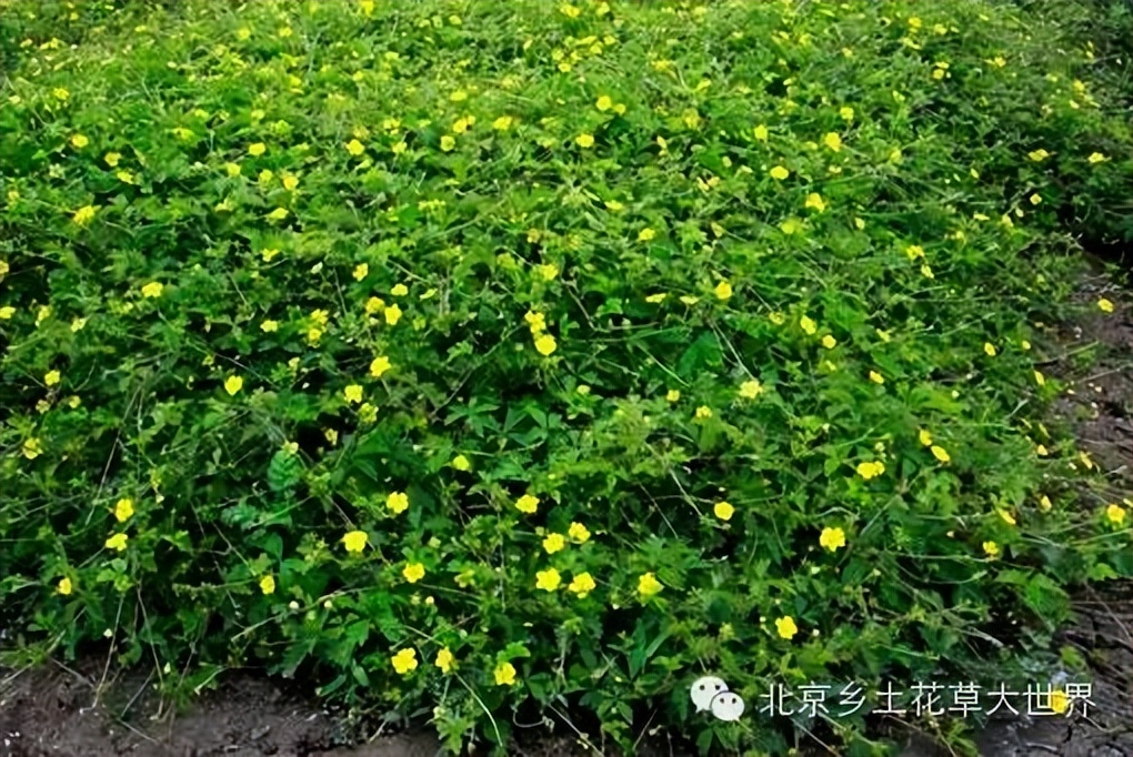 缁挎櫘鏂瑰渾鑺卞崏绉戞妧鏈夐檺鍏徃,缁挎櫘鏂瑰渾