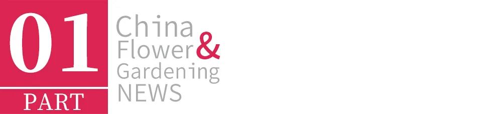 白玉兰为什么被评为上海市市花,中国国花上海市花白玉兰