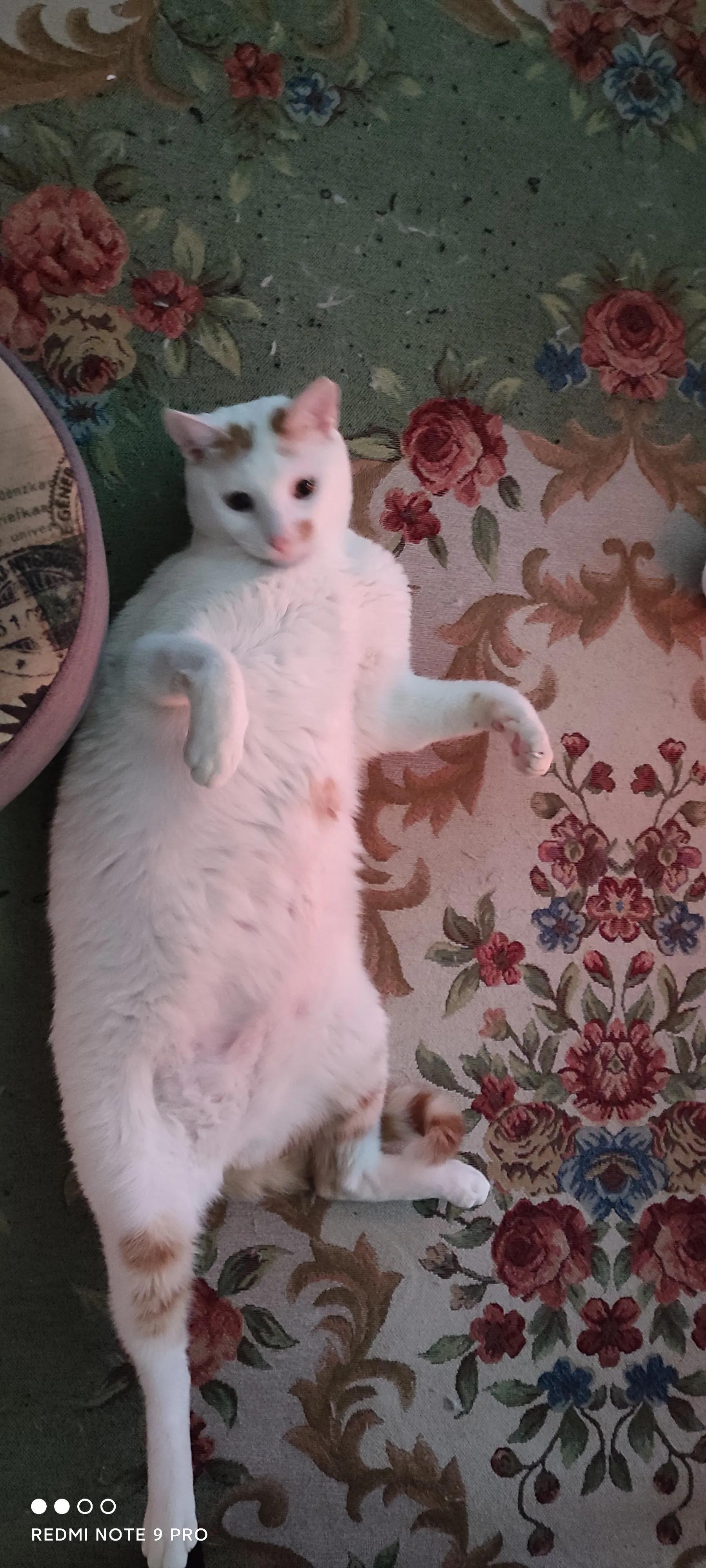 流浪猫偷吃食物被抓,被流浪猫抓了要紧吗