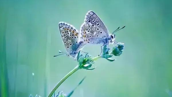 浣欑敓渚濇棫,浣欑敓渚濇棫濡傚垵