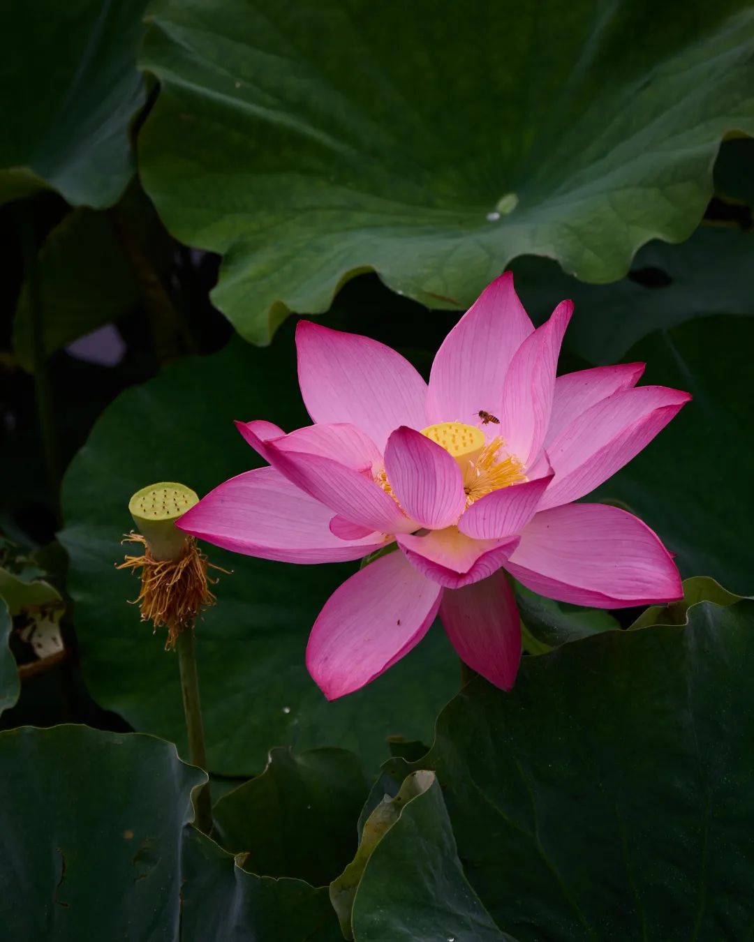 鸭戏荷叶间，中环绿廊等你来赏荷