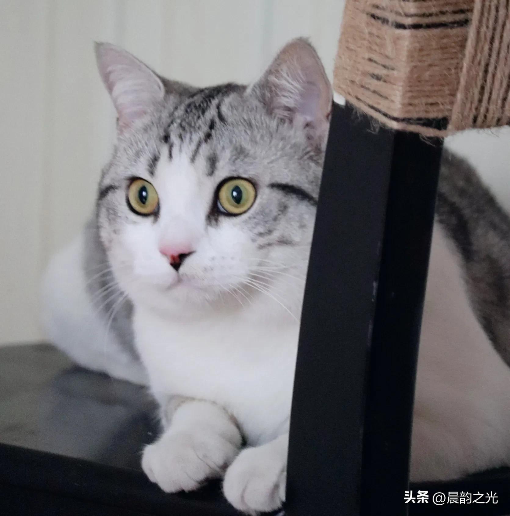 几百块钱买的猫靠谱吗,几百块的猫是真的吗