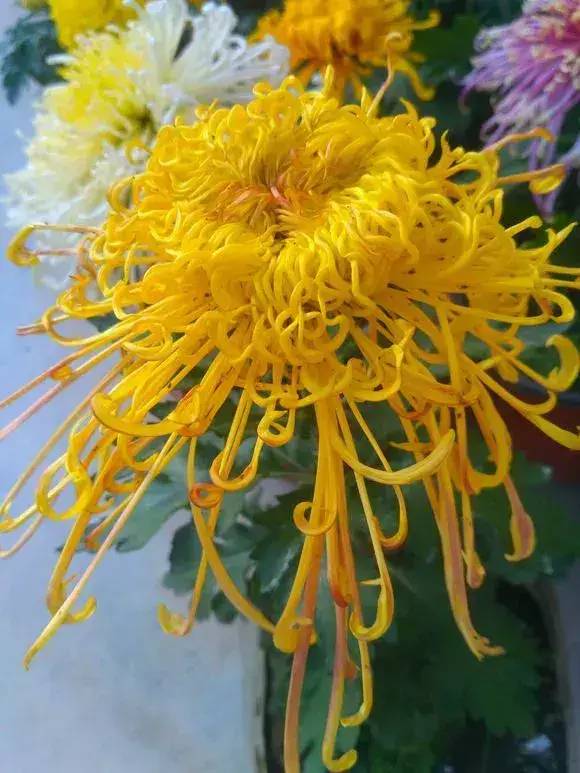 老人说:“三花不送人,送了变仇人”指的是哪三种花?