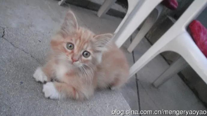 忧郁的毛毛小说,情缘伤感情歌