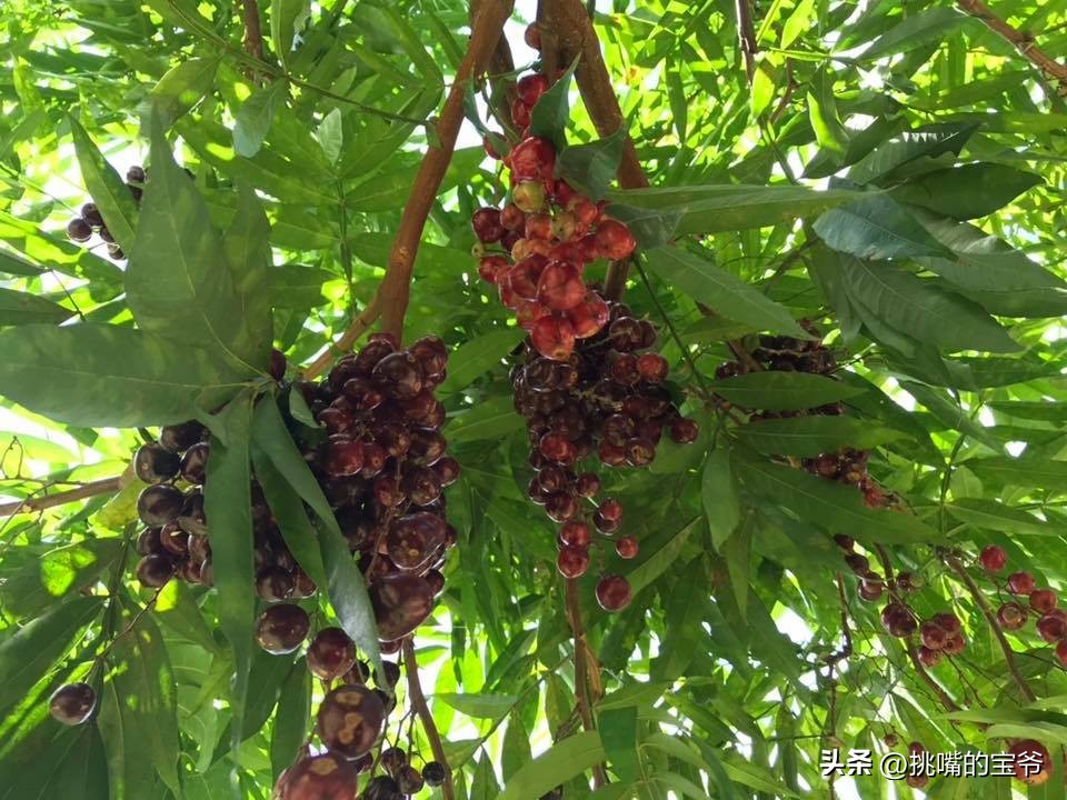 马来西亚特别推荐的水果,华人在马来西亚所占的比例