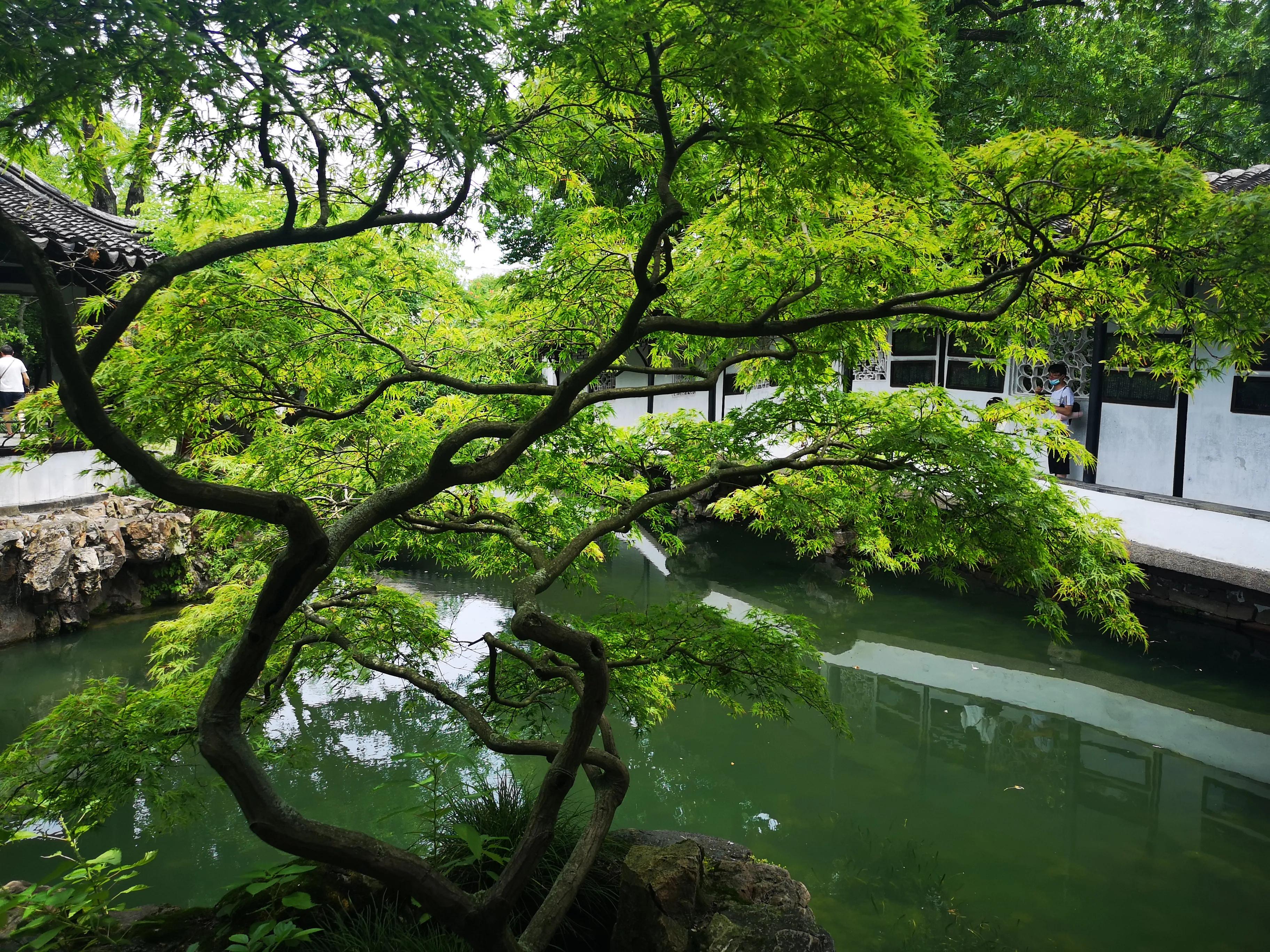 苏州拙政园园林艺术作品赏析,苏州园林拙政园美学鉴赏