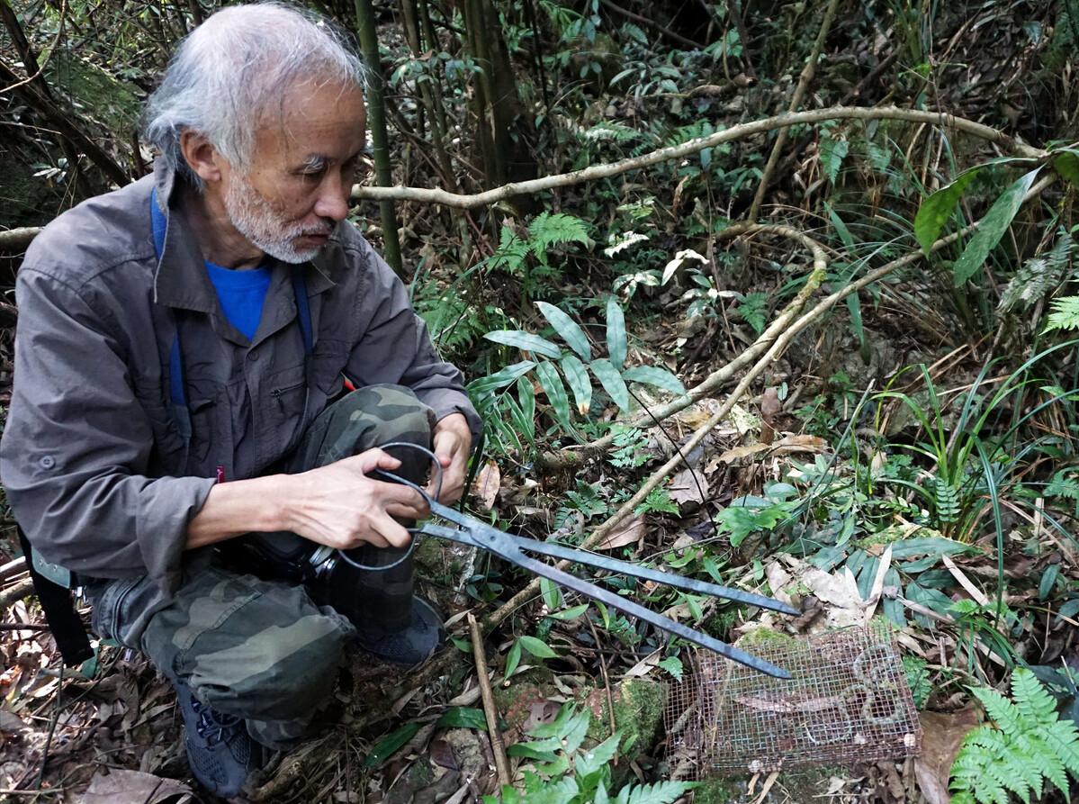 中国几百条的蛇,我国现存莽山烙铁头蛇数量