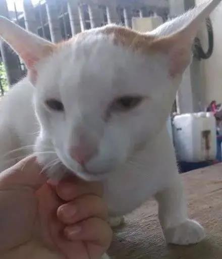 当猫猫被蜜蜂蛰了一下后,当蜜蜂蛰到狗头