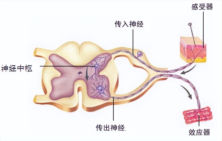 科学知识大全小学生必背,科学知识大全全集