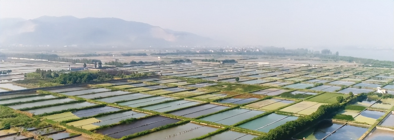 甲鱼生病怎么治疗最好,甲鱼生病防治