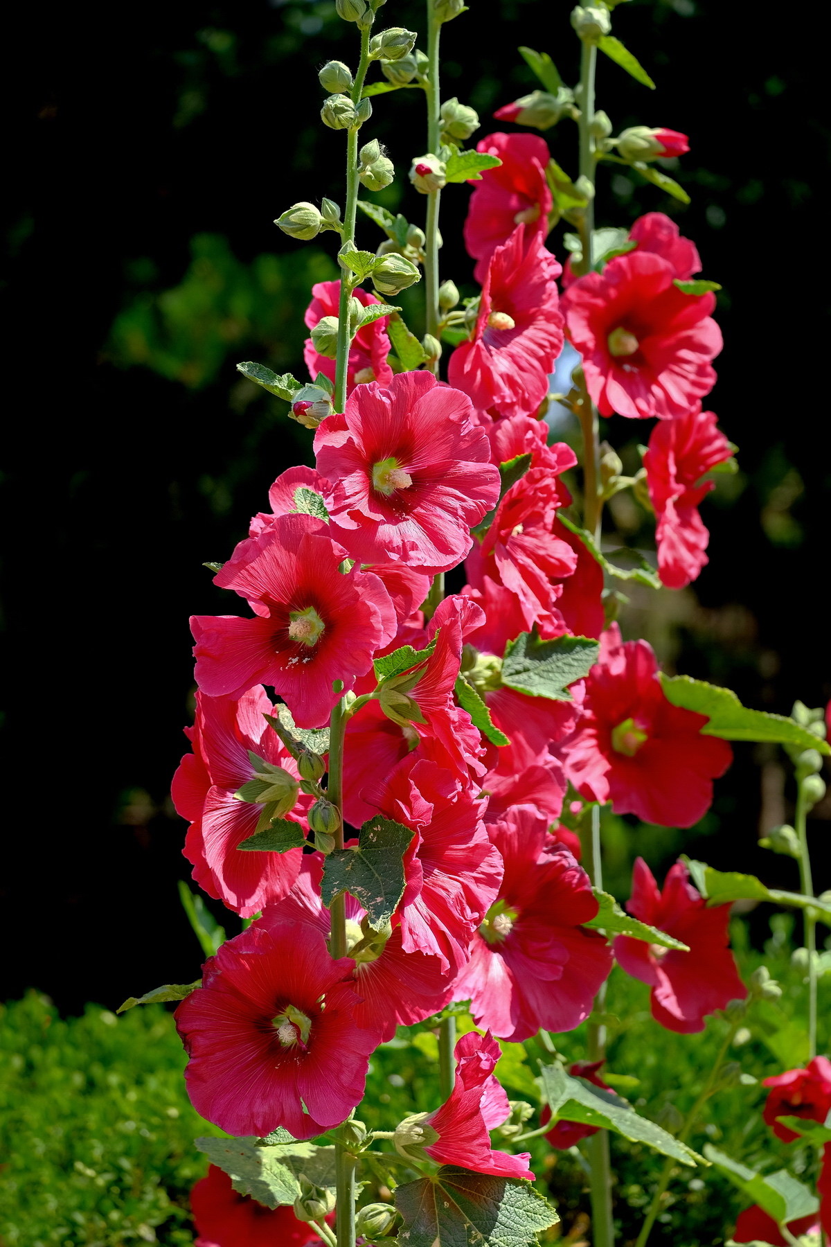 春游观赏的花有哪些,春天赏花什么花好看
