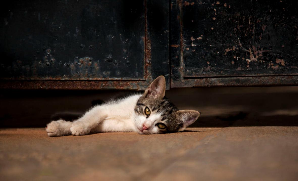 罕见的十大名猫品种有哪些,最受欢迎的十个猫品种