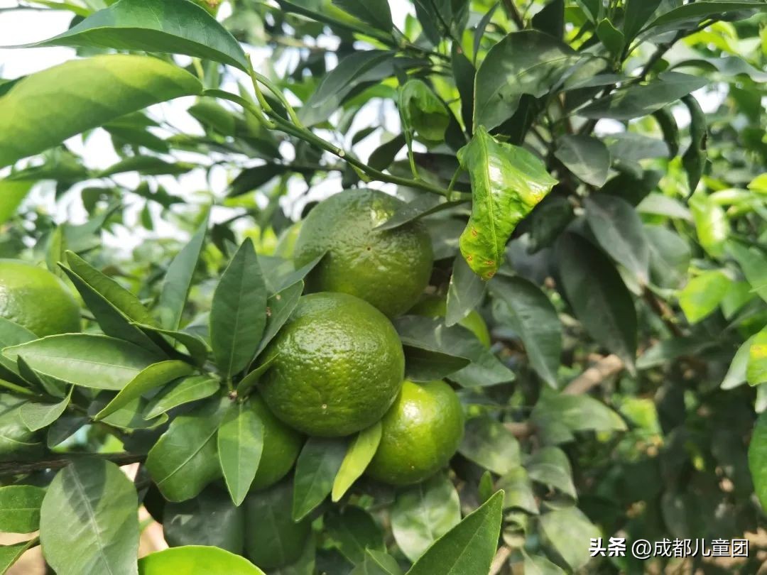 摘草莓橘子的地方推荐,附近摘橘子的地方推荐