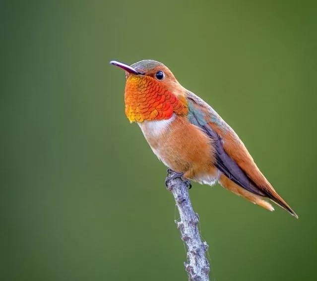 动物千姿百态,动物园的动物千姿百态