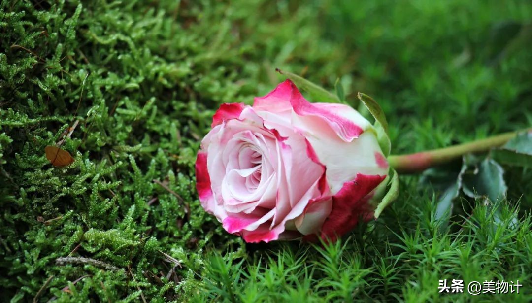 好的人生需要三句话,最好的人生需要这样的配置