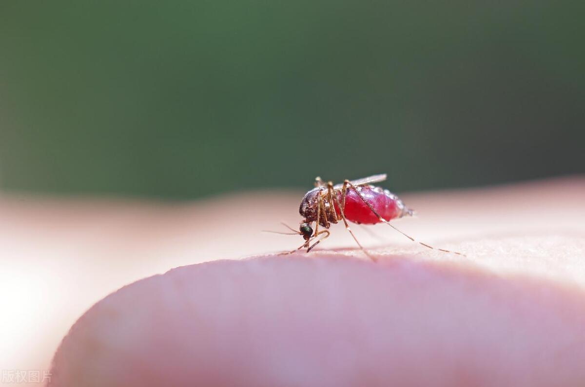 房间有蚊子怎么吸引蚊子过来,怎么快速找到屋里的蚊子