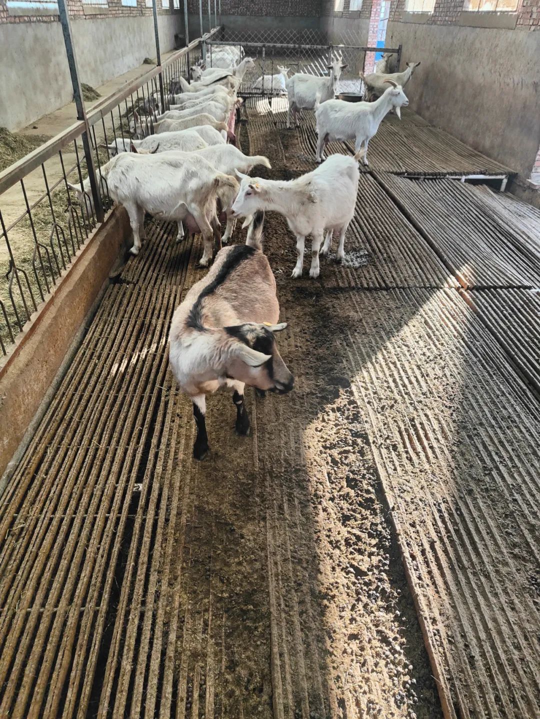 用竹子做的羊床能用几年,竹子养殖羊床制作方法