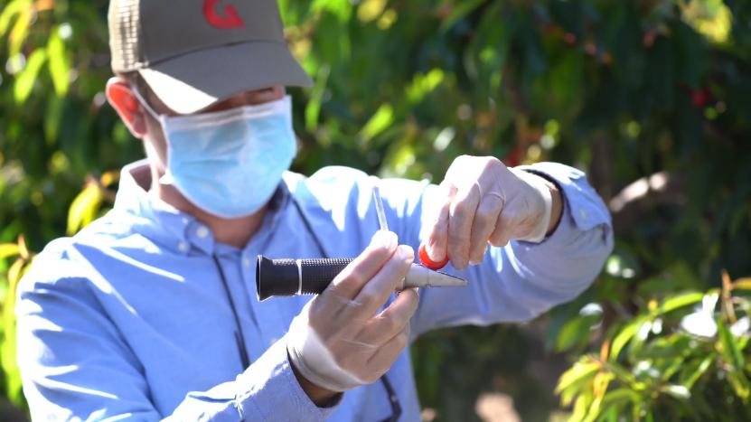 京东生鲜首发全国首批智利车厘子,京东生鲜智利车厘子重庆发货