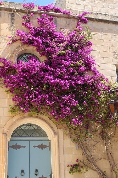 6种花旺财又养人,6种花养人又镇宅