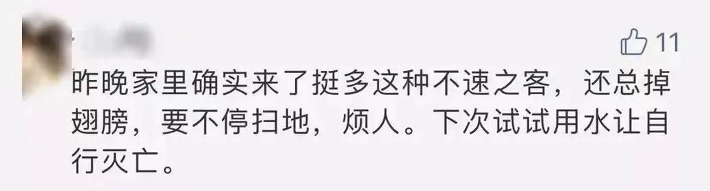 广东最近的大飞虫怎么回事,广东的大飞虫