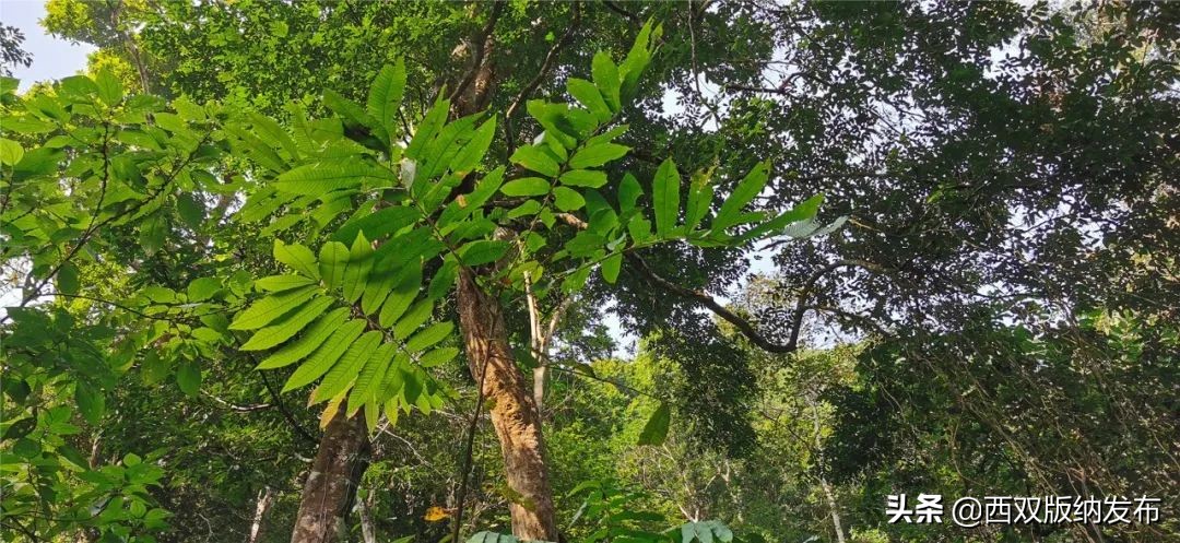 西双版纳天气预报2018年12月30号,西双版纳天气预报中央气象台