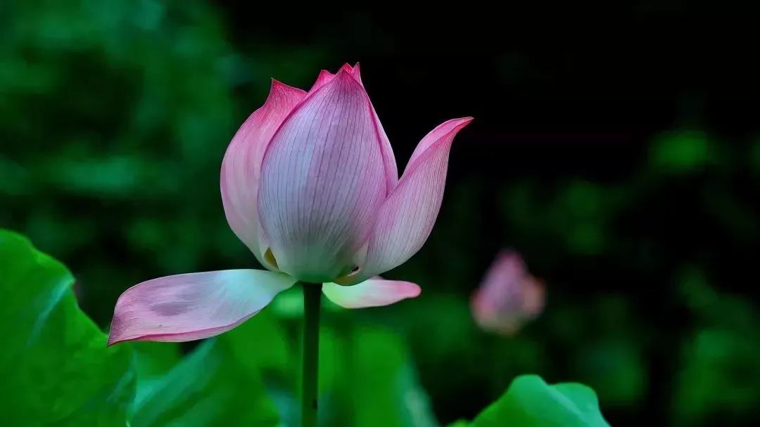 夏天赏荷旅游攻略,夏日赏荷好推荐打卡地