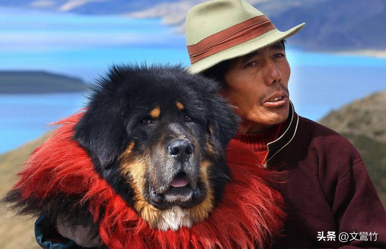 两夫妻走到西藏无人区碰见狼群,真正古老的纯种藏獒