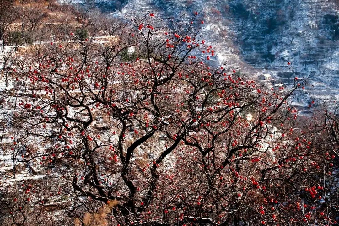 柿柿红的图片,柿子柿柿红图片