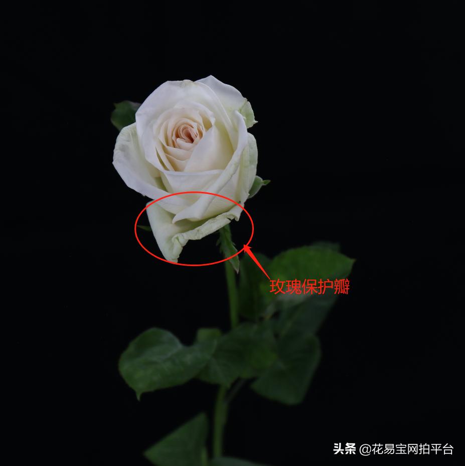 花店玫瑰为什么不香,花店里的玫瑰为什么不香