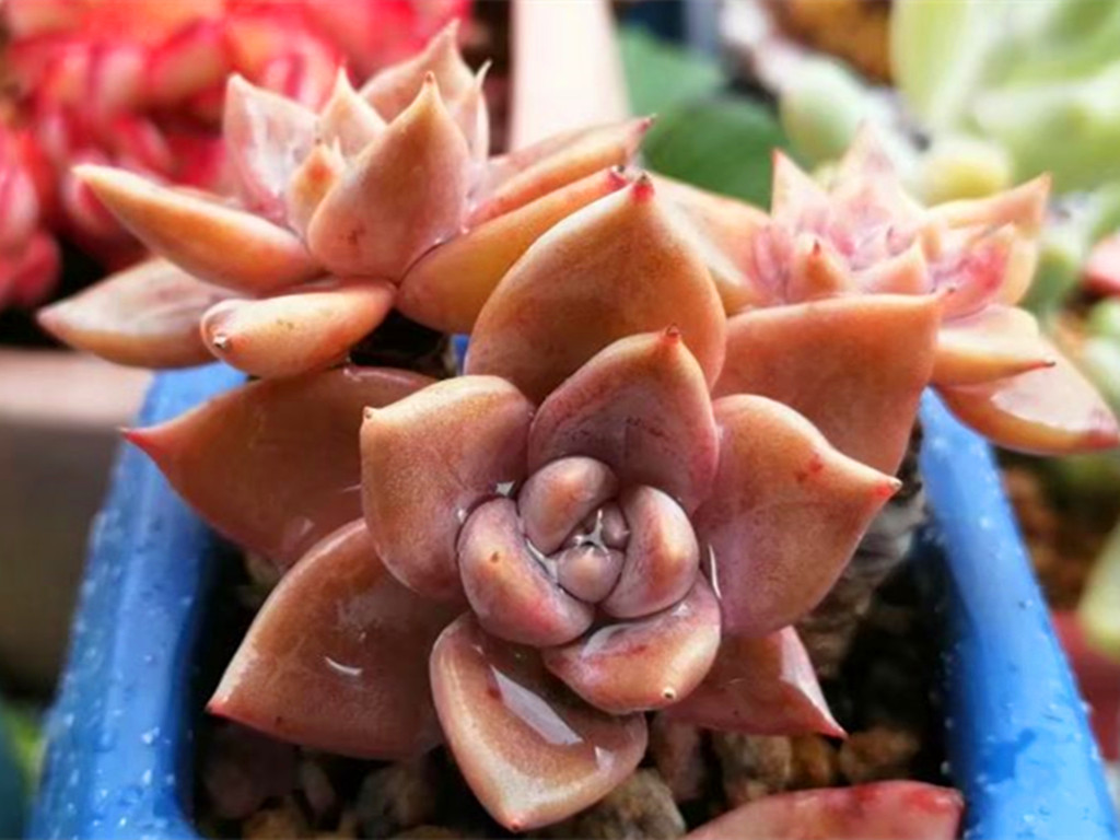 多肉变绿是怎么了,多肉总是绿绿的