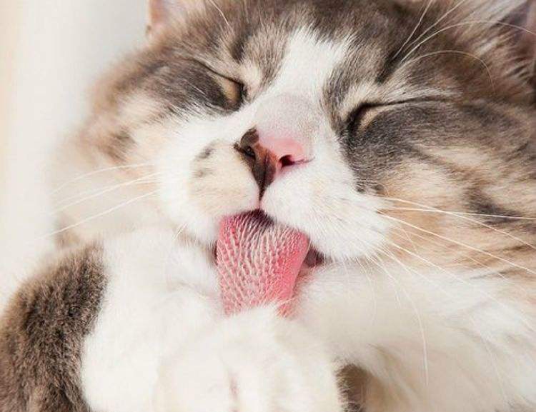 新手养猫必备猫咪行为语言大解读,猫咪16种求救信号养猫人必看