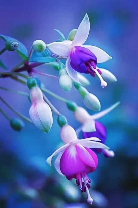 美丽的花倒挂金钟,美丽的倒挂金钟花图片