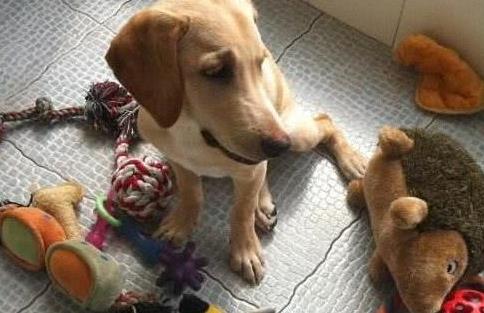 狗狗临近傍晚犯困该怎么干预,狗狗晚上怕黑是怎么回事