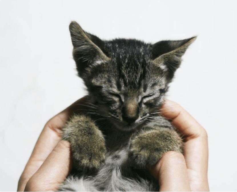 美士一分为二猫罐头测评,最好品质的猫罐头品牌是什么