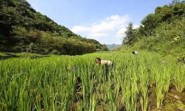 知青上山下乡真实遇见狼的事件,知青下乡是属于哪个大事件