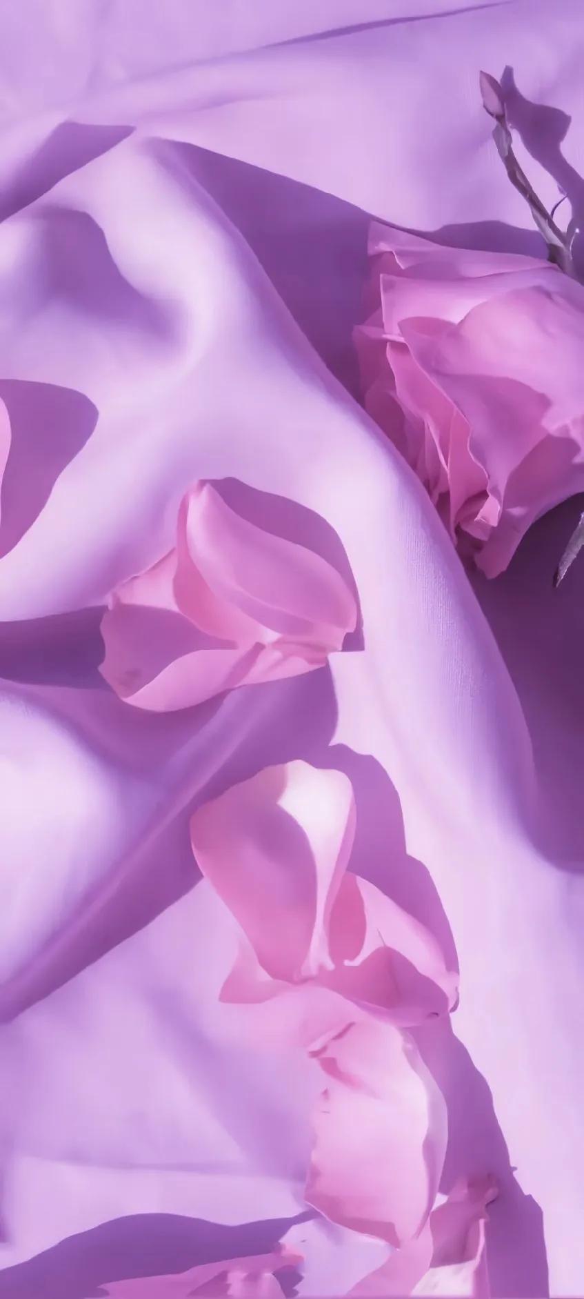 紫色异域风情古风,情调紫色