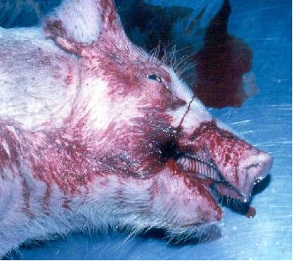 猪应急用药,猪生病的常用药