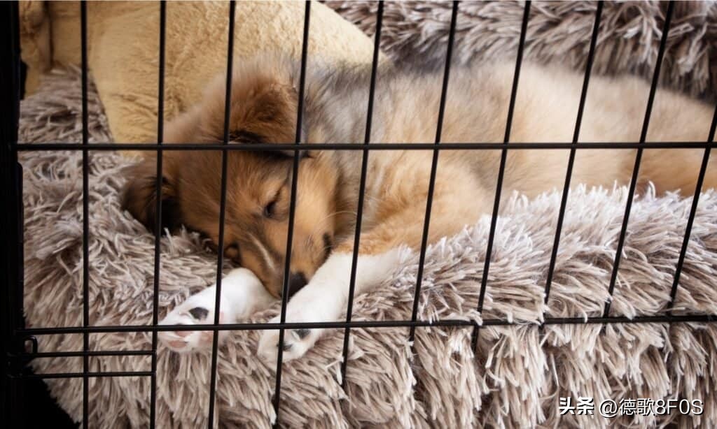 泰迪熊犬图片大全大图可爱,泰迪熊犬推荐品种有哪些